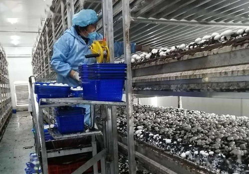 双循环赋能企业技术开发 构筑高质量发展的“双核”引擎